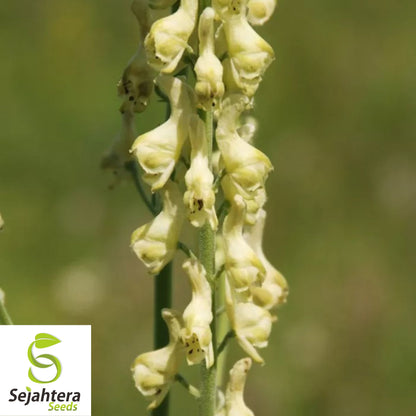 Bearded Monkshood Seeds {Aconitum barnatum} Organic 5 Seeds
