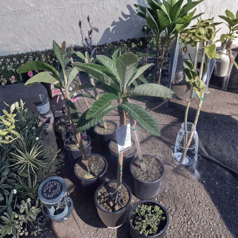 Big Jim Loquat – Grafted Tree Live Plant | 1–2 Feet Tall | Shipped in 6 Inch Pot  Large Sweet Orange Fruit | Self-Fertile | Grafted for Quality Production
