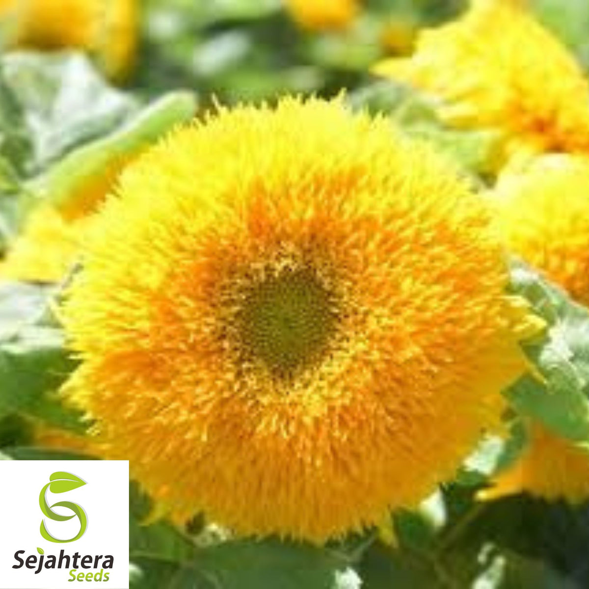 Double Dwarf Sunflower Seeds - 25+ Heirloom, Fluffy Blooms, Non-GMO & Fresh
