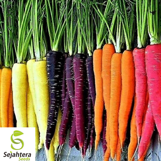 200+ Rainbow Carrot Seeds - Heirloom, Organic, Non-GMO, Colorful & Sweet Blend