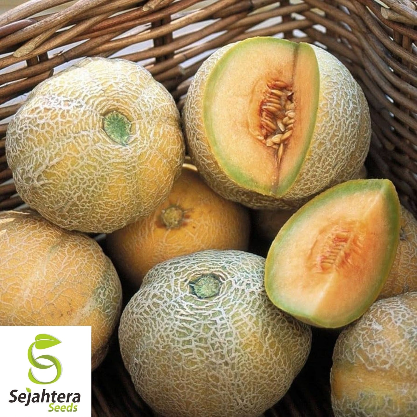 Minnesota Midget Cantaloupe Seeds 25+ | Mini Melon Fruit NON-GMO USA
