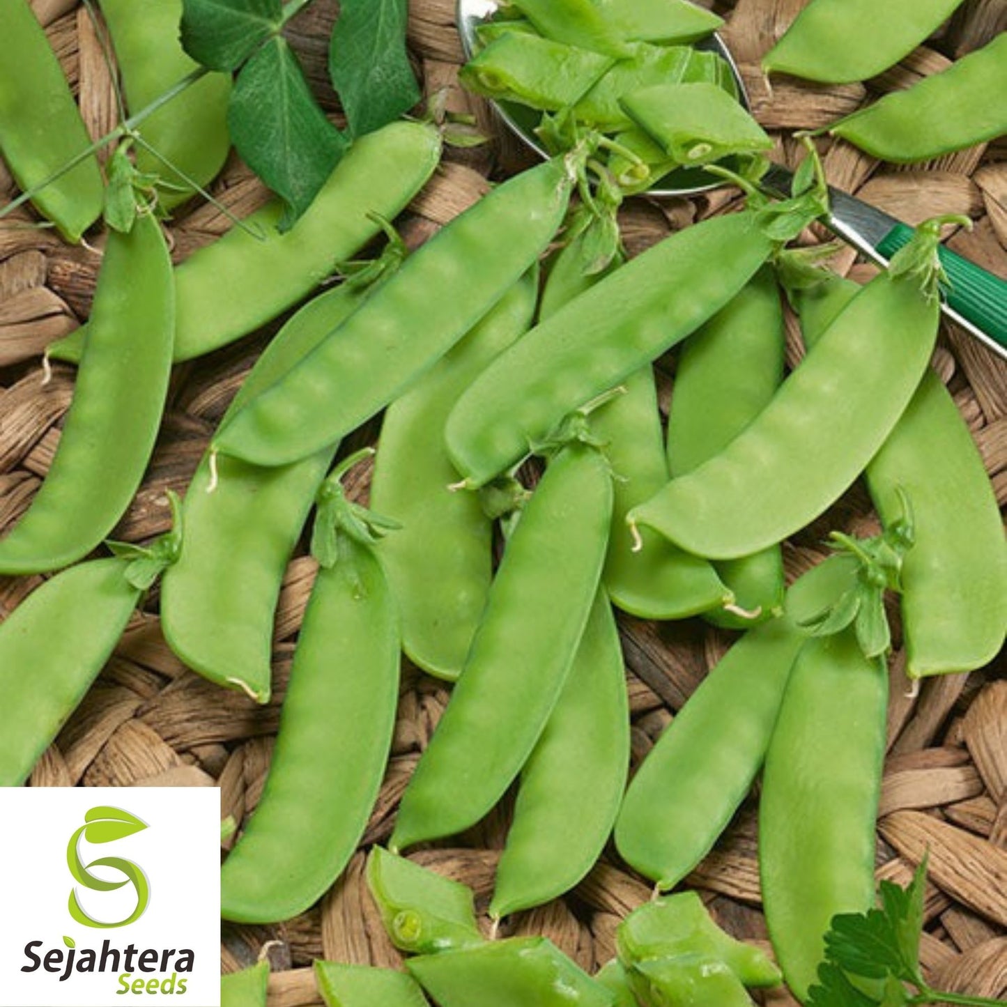 Mammoth Melting Pea Seeds 25 Ct | Heirloom Organic Snow Pod Vegetable USA