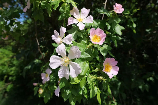 Brier Rose Dog Pfanders (Rosa canina 'Pfanders')