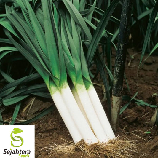 250+ Large American Flag Leek Seeds - Heirloom, Organic, Non-GMO & Cold-Hardy