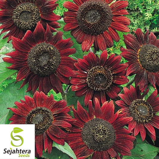 100+ Velvet Queen Tall Sunflower Seeds | Red & Orange Non-GMO Heirloom Flower