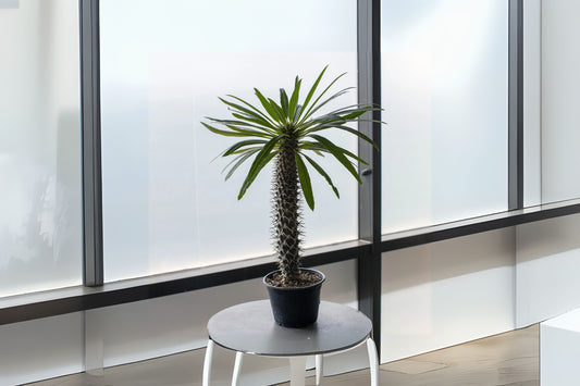 Madagascar Palm Plant - 6in Spiny Succulent Cactus-Like - Pachypodium Lamerei - Low Maintenance Indoor/Outdoor Decor