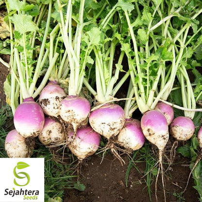 1000+ Purple Top Turnip Seeds - Non-GMO, White Globe Root Vegetable