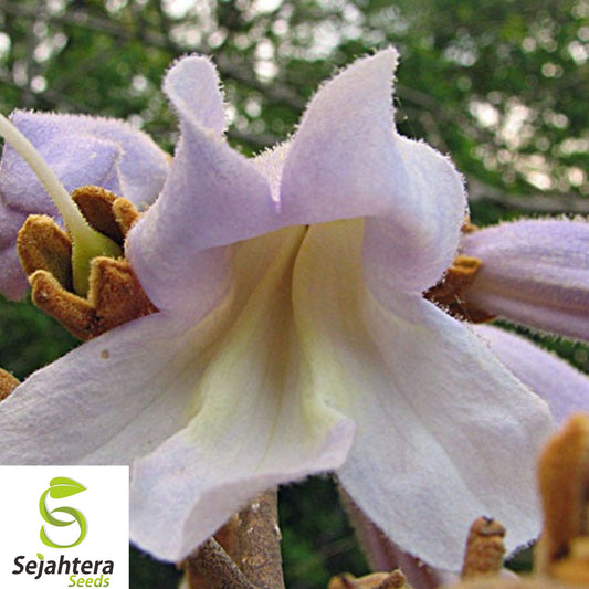 50+ Princess Tree Seeds - Paulownia Tomentosa, Fast-Growing, Ornamental Shade