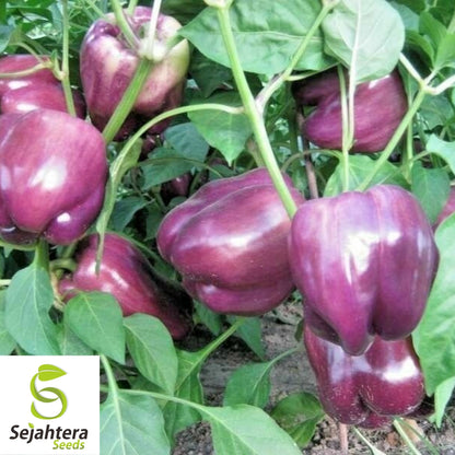 Purple Beauty Bell Pepper Seeds 30+ | Sweet Capsicum Annuum Vegetable USA
