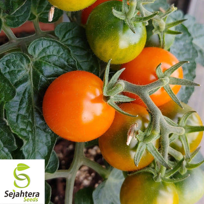 15 Orange Dream Micro Dwarf Tomato Seeds - Non-GMO, Compact & Sweet Variety