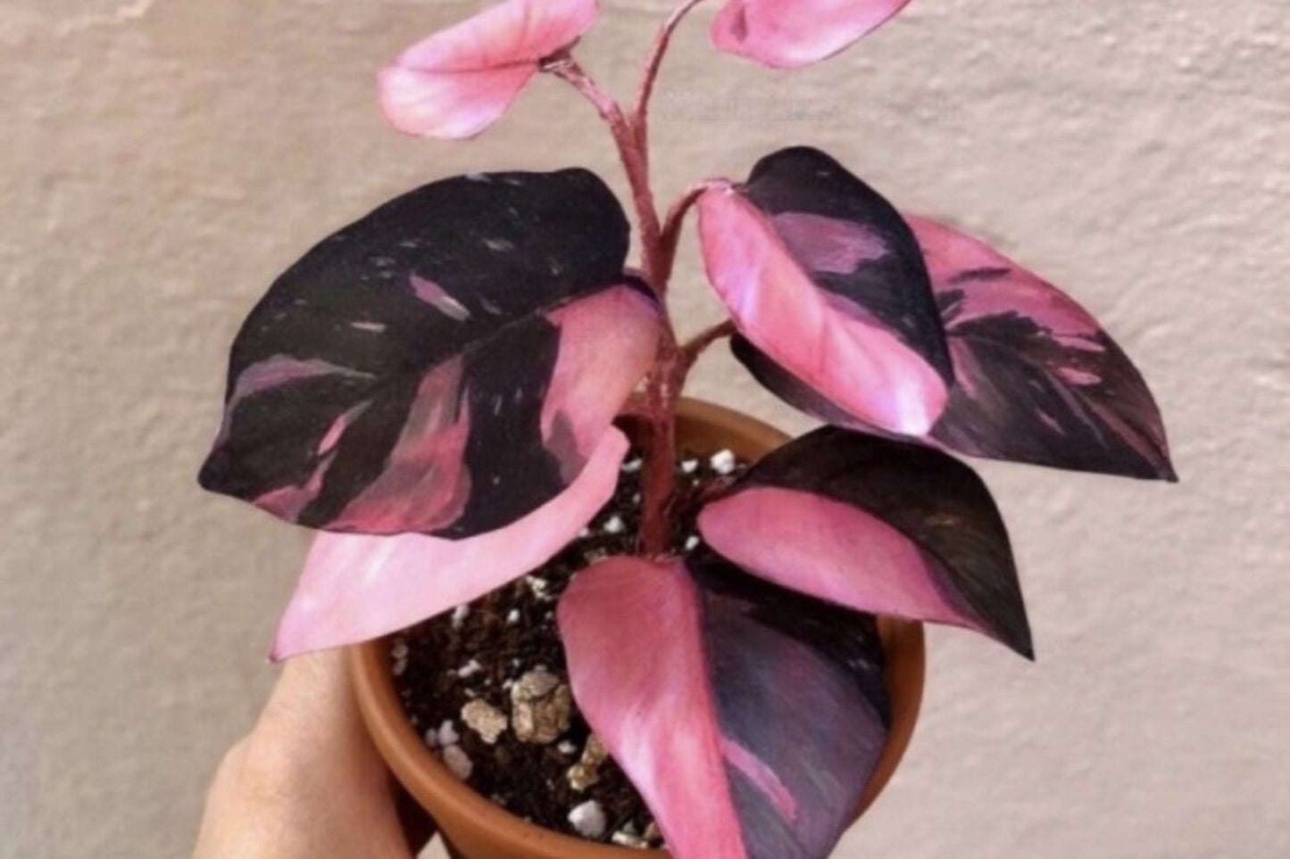 Philodendron Pink Princess – Rare Darker Variegation Houseplant in 3" Pot