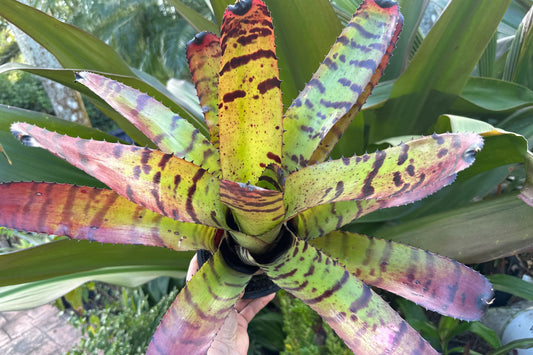Bromeliad Neoregelia 'Tiger' 6" Pot | Striking Striped Foliage | Tropical Indoor Plant | Low Maintenance Houseplant