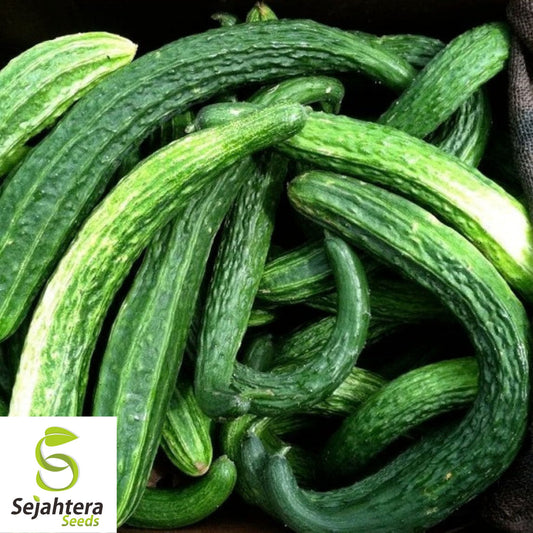 Suyo Long Cucumber Seeds - 50+ Heirloom, Non-GMO, Crisp & Rare Variety