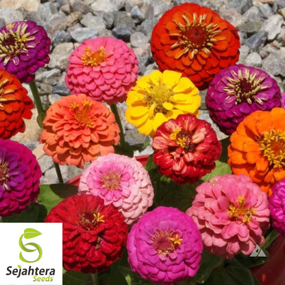 Zinnia Dwarf Thumbelina Seeds - 1000+ Heirloom Mix - Butterflies & Cut Flowers