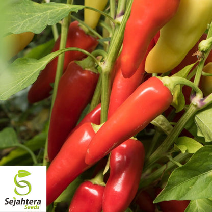 25 Santa Fe Grande Pepper Seeds - Non-GMO, Mild & Colorful Variety