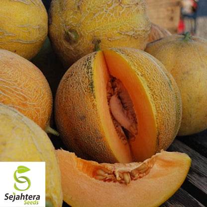 Minnesota Midget Cantaloupe Seeds 25+ | Mini Melon Fruit NON-GMO USA