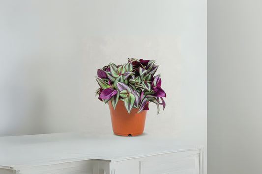 Purple Wandering Jew Plant 6" Pot - Tradescantia Zebrina - Trailing Houseplant with Variegated Purple & Silver Leaves