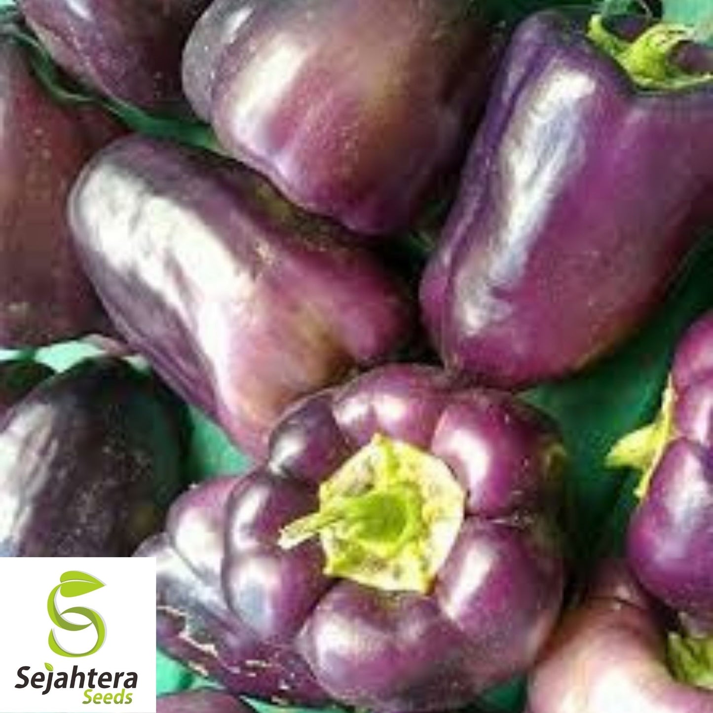 Purple Beauty Bell Pepper Seeds 30+ | Sweet Capsicum Annuum Vegetable USA