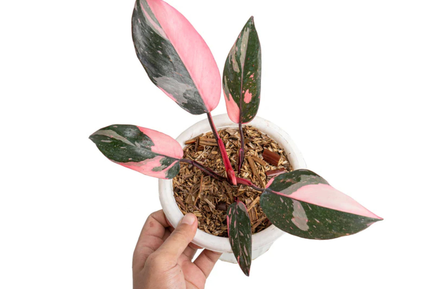 Philodendron Pink Princess – Rare Darker Variegation Houseplant in 3" Pot