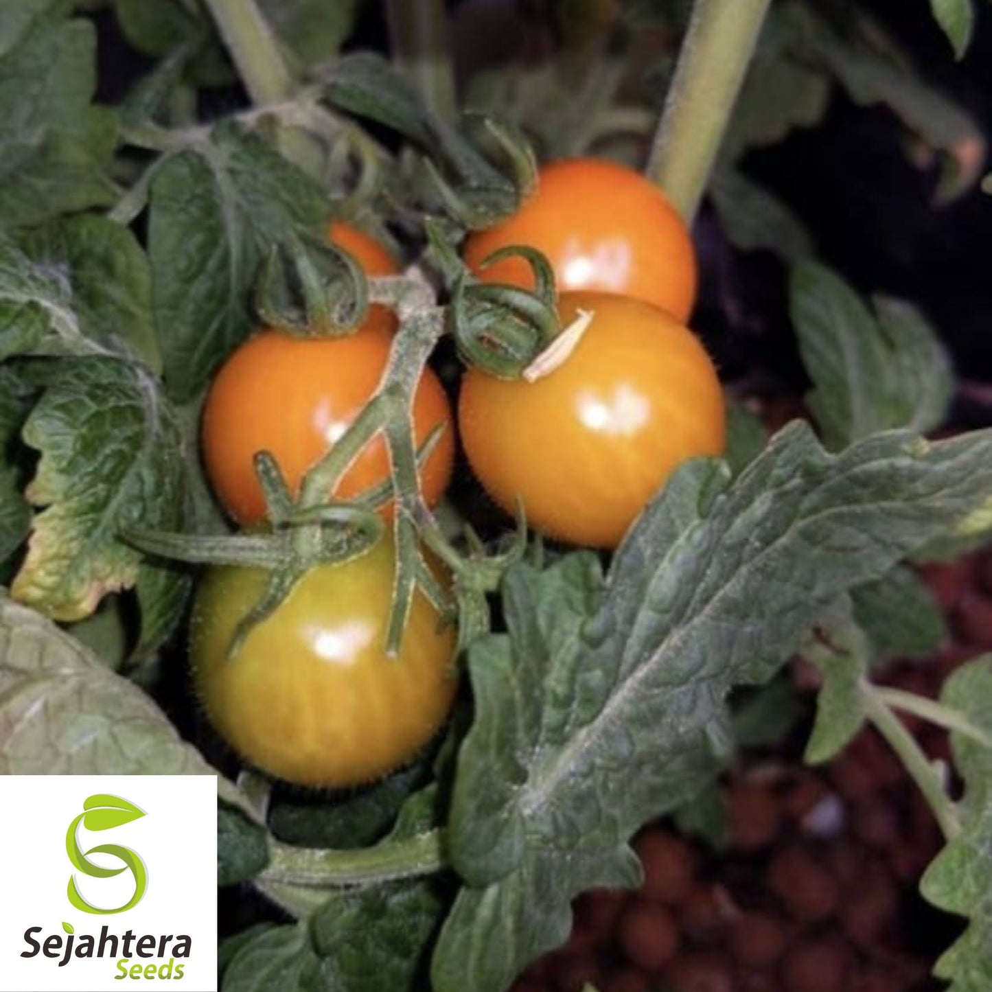 15 Orange Dream Micro Dwarf Tomato Seeds - Non-GMO, Compact & Sweet Variety