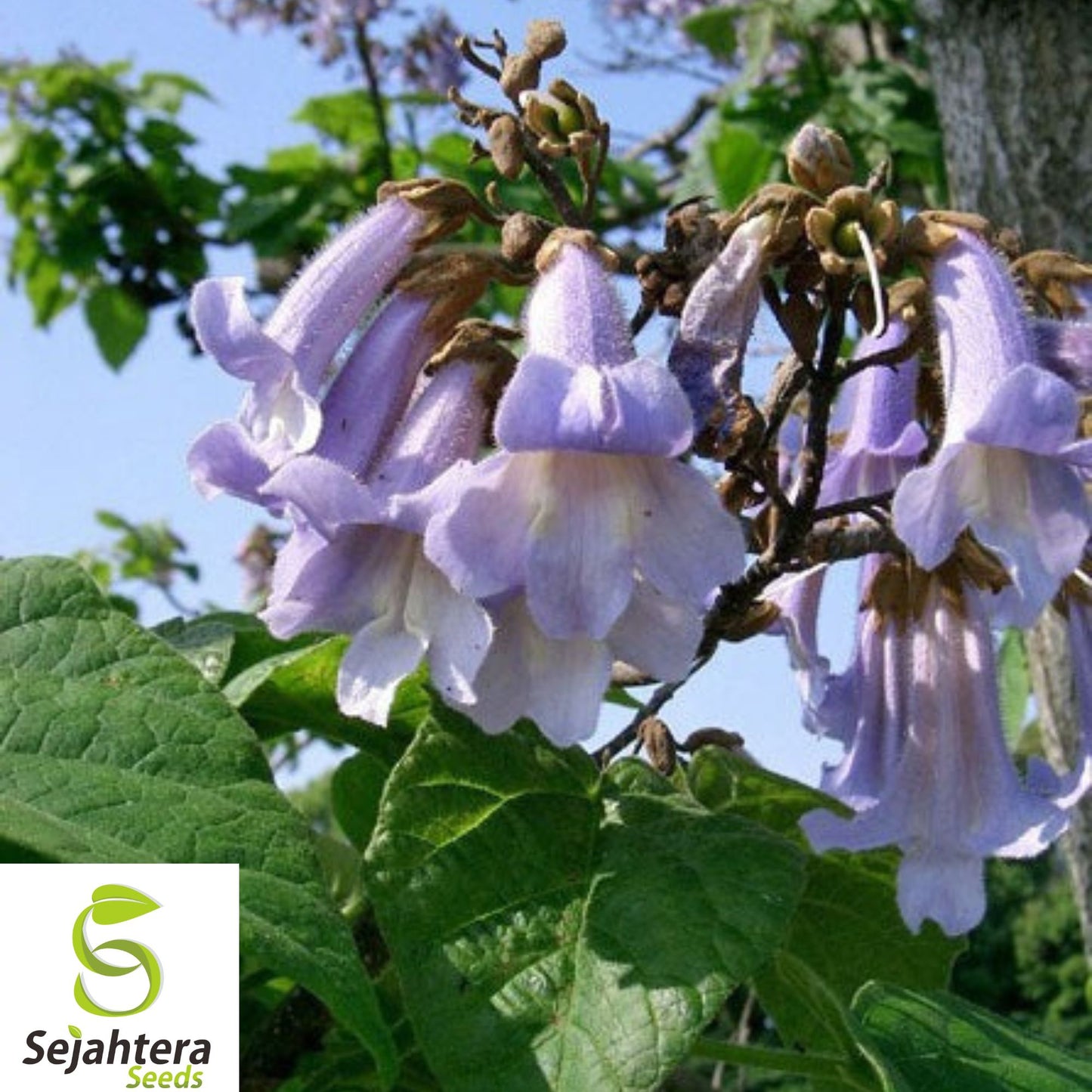 50+ Princess Tree Seeds - Paulownia Tomentosa, Fast-Growing, Ornamental Shade