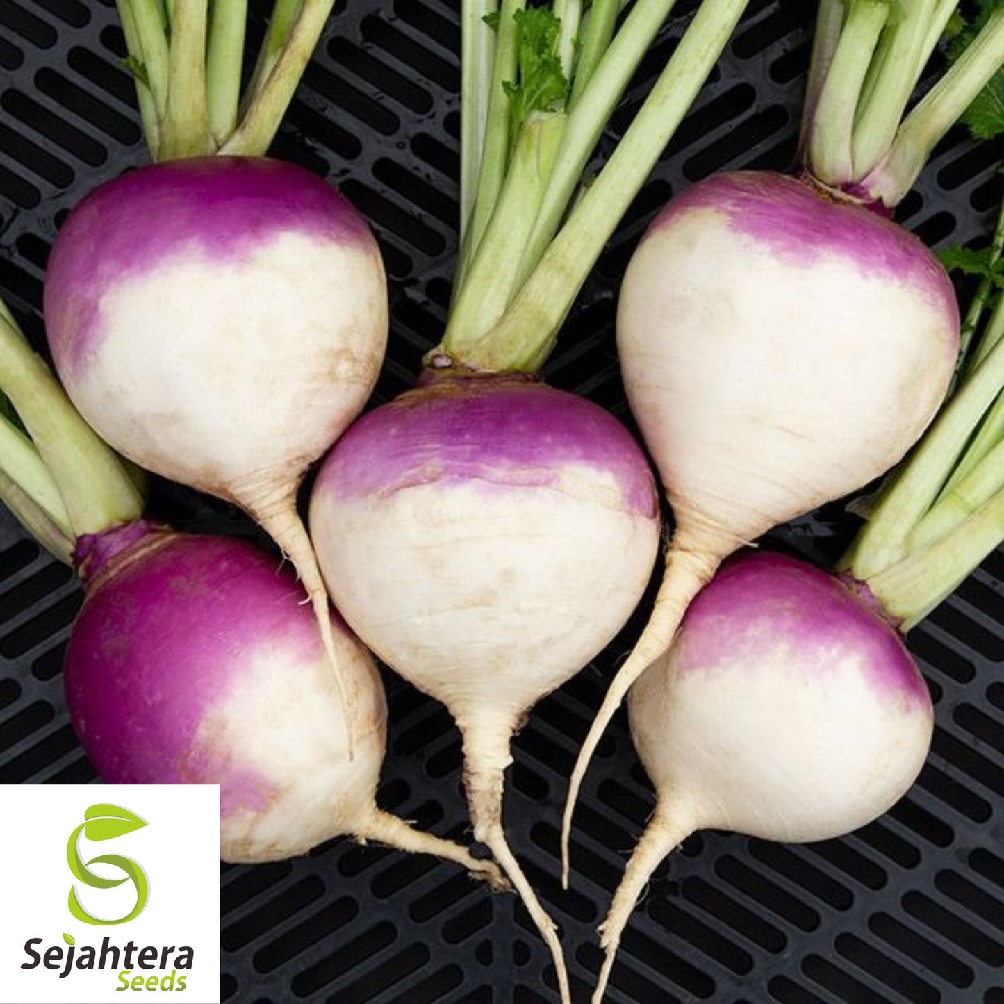 1000+ Purple Top Turnip Seeds - Non-GMO, White Globe Root Vegetable