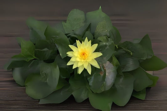 Winter Hardy Water Lily 3 Pack - Nymphaea ‘Joey Tomicik’ - Yellow Flowers - Ideal for Ponds and Water Gardens