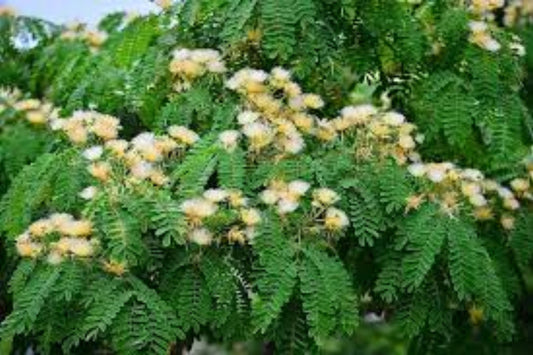 Kalkora Mimosa Silk Tree (Albizia kalkora)