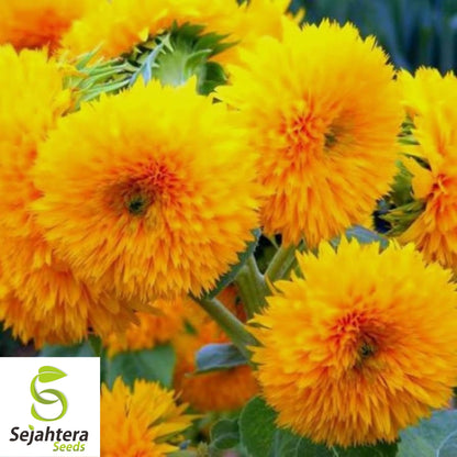 Double Dwarf Sunflower Seeds - 25+ Heirloom, Fluffy Blooms, Non-GMO & Fresh