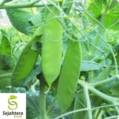 Mammoth Melting Pea Seeds 25 Ct | Heirloom Organic Snow Pod Vegetable USA