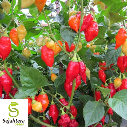 25 Santa Fe Grande Pepper Seeds - Non-GMO, Mild & Colorful Variety