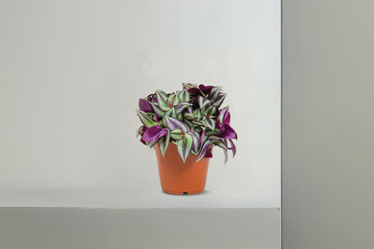Purple Wandering Jew Plant - 3" Pot Tradescantia Zebrina - Trailing Indoor Houseplant with Variegated Leaves