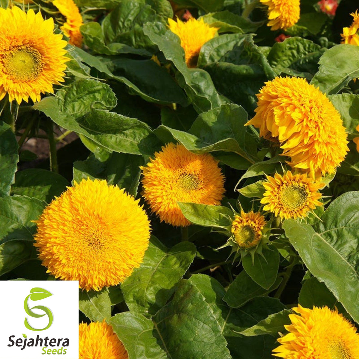 Double Dwarf Sunflower Seeds - 25+ Heirloom, Fluffy Blooms, Non-GMO & Fresh