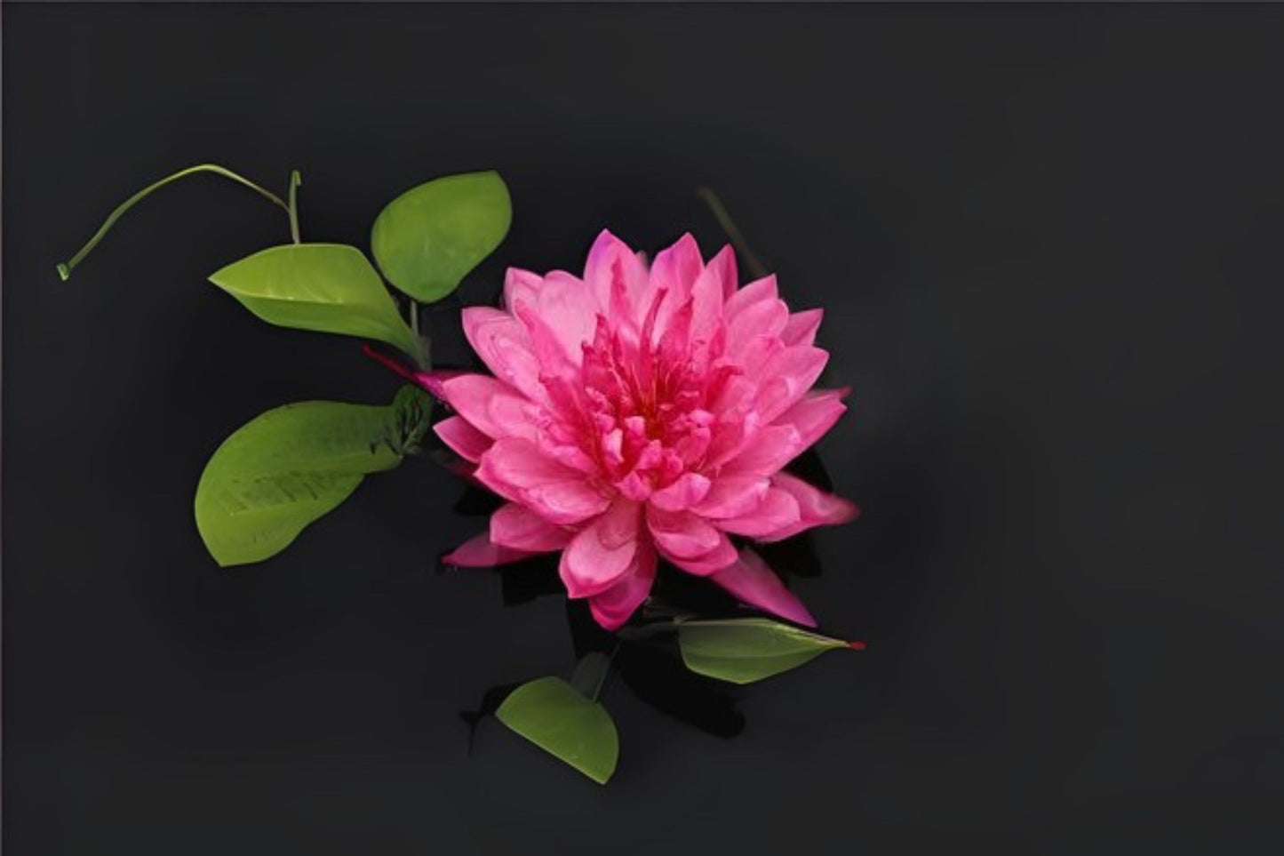 Fuchsia Pom Pom Winter Hardy Lily 3 Pack - Nymphaea 'Fuchsia Pom Pom' - Vibrant Blooms for Water Gardens