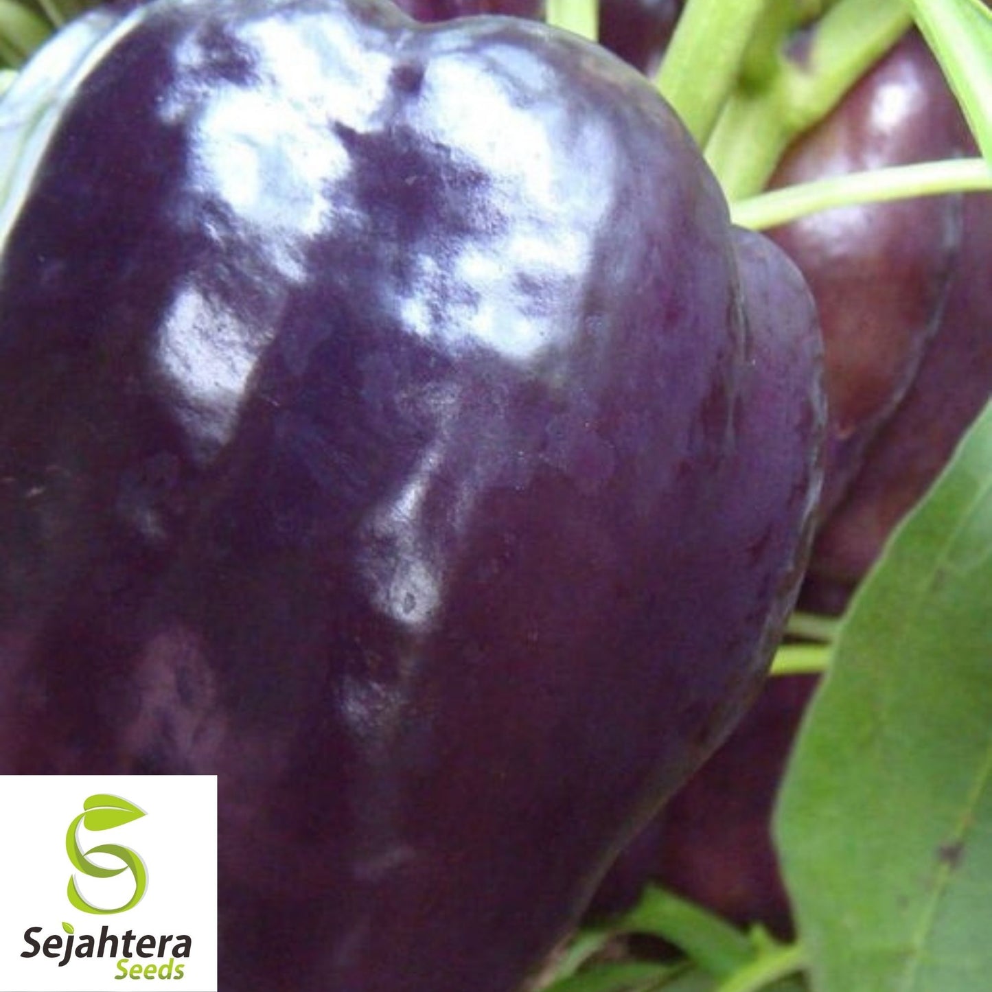 Purple Beauty Bell Pepper Seeds 30+ | Sweet Capsicum Annuum Vegetable USA
