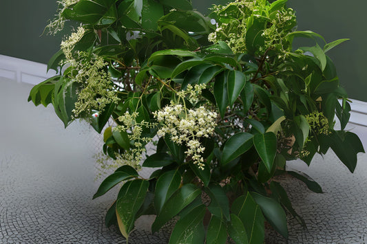 Glossy Privet (Ligustrum lucidum)