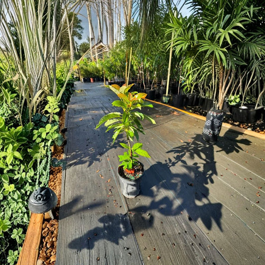 Hass Avocado Plant – Persea americana Live Seedling | 3 Gallon Pot | 1–2 Feet Tall  Classic Creamy Flavor | Fast Growing | No Shipping to CA