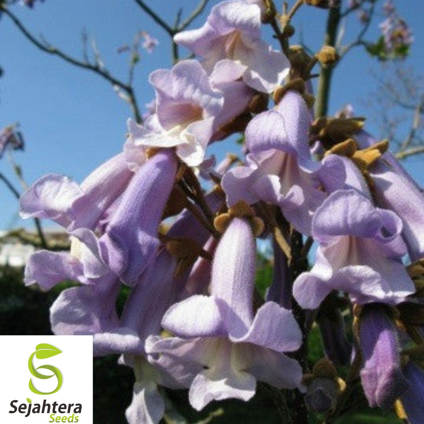 50+ Princess Tree Seeds - Paulownia Tomentosa, Fast-Growing, Ornamental Shade