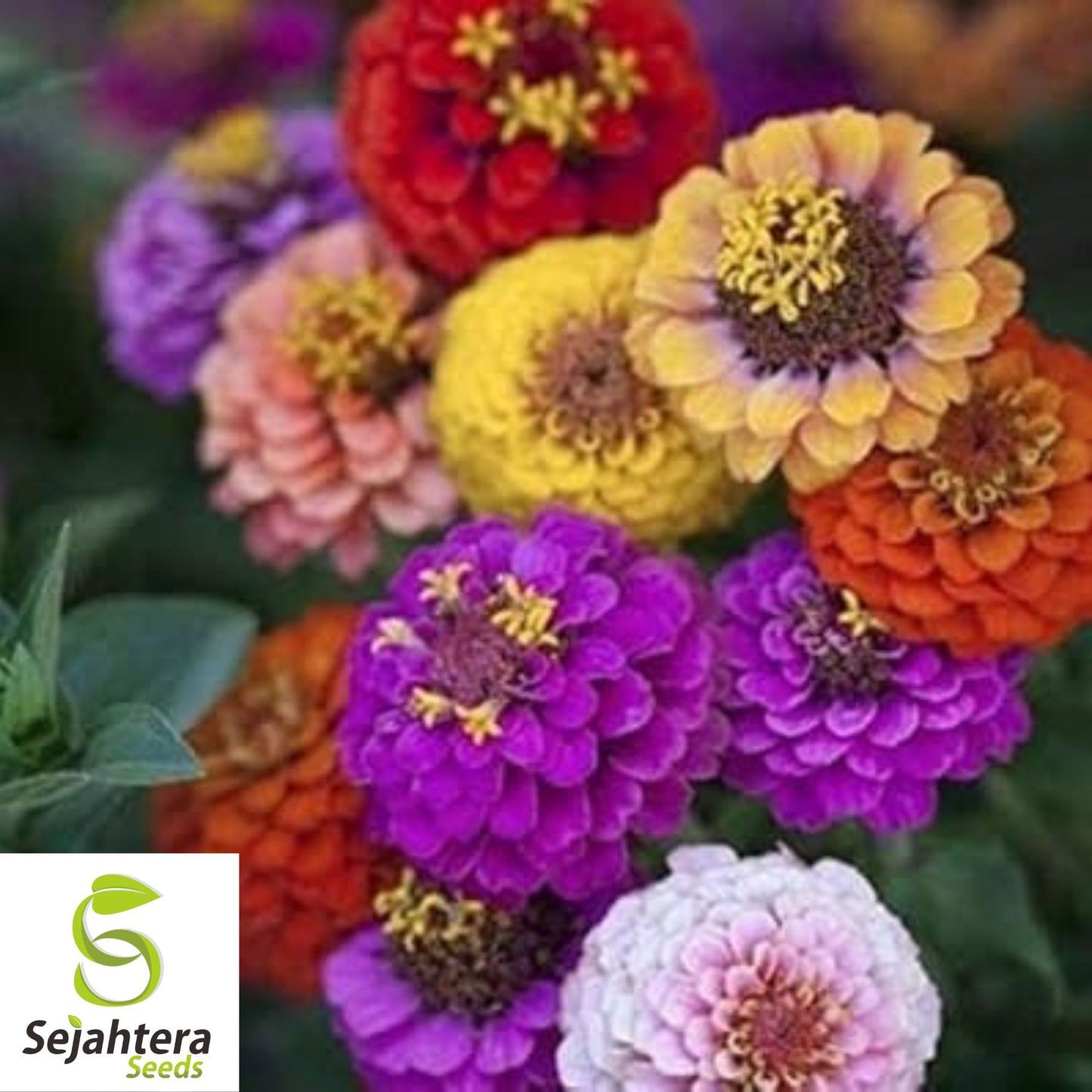 Zinnia Dwarf Thumbelina Seeds - 1000+ Heirloom Mix - Butterflies & Cut Flowers