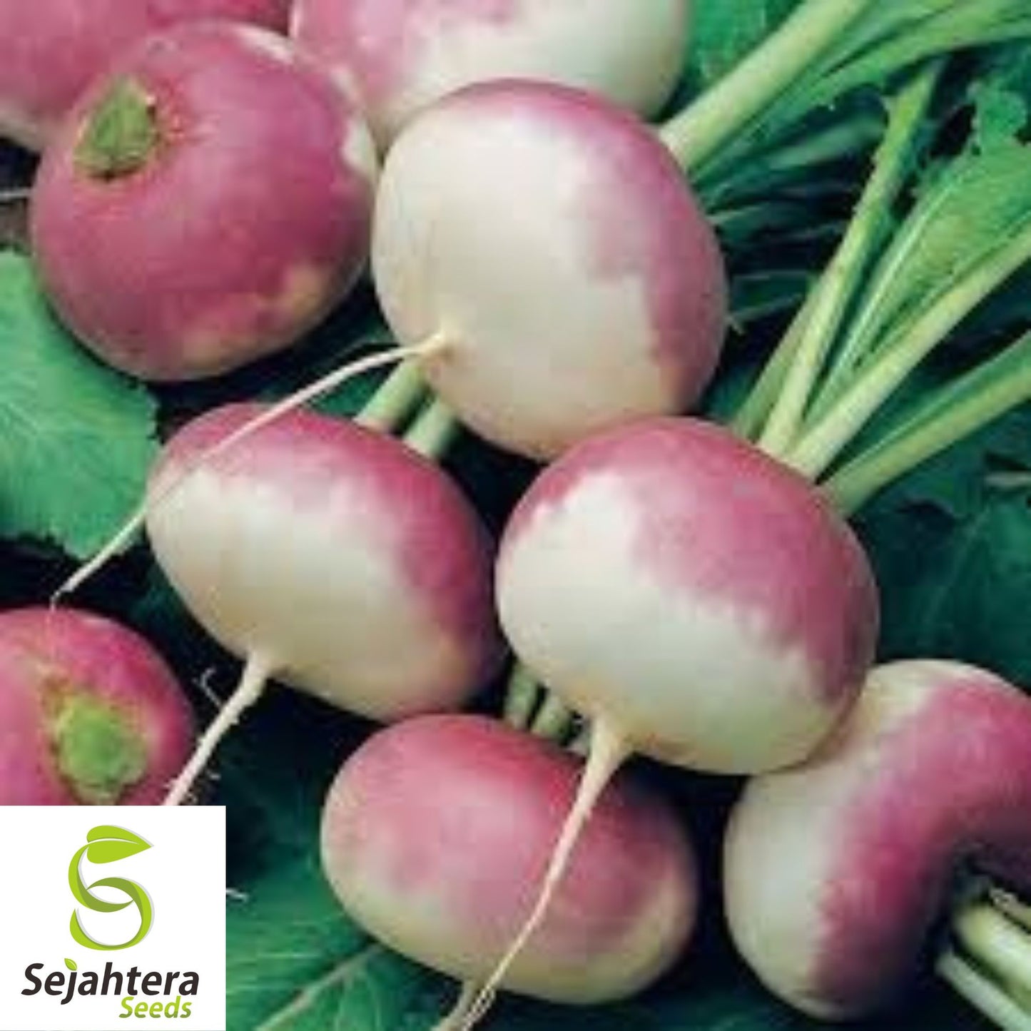 1000+ Purple Top Turnip Seeds - Non-GMO, White Globe Root Vegetable