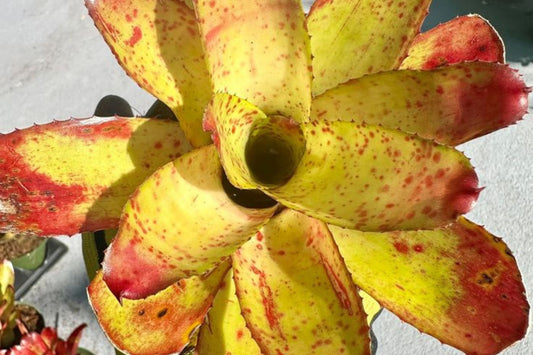Neoregelia Ojo Rojo 4" Pot | Tropical Bromeliad Plant | Neoregelia 'Ojo Rojo' | Exotic Indoor Plant for Home Decor