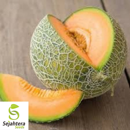 Minnesota Midget Cantaloupe Seeds 25+ | Mini Melon Fruit NON-GMO USA