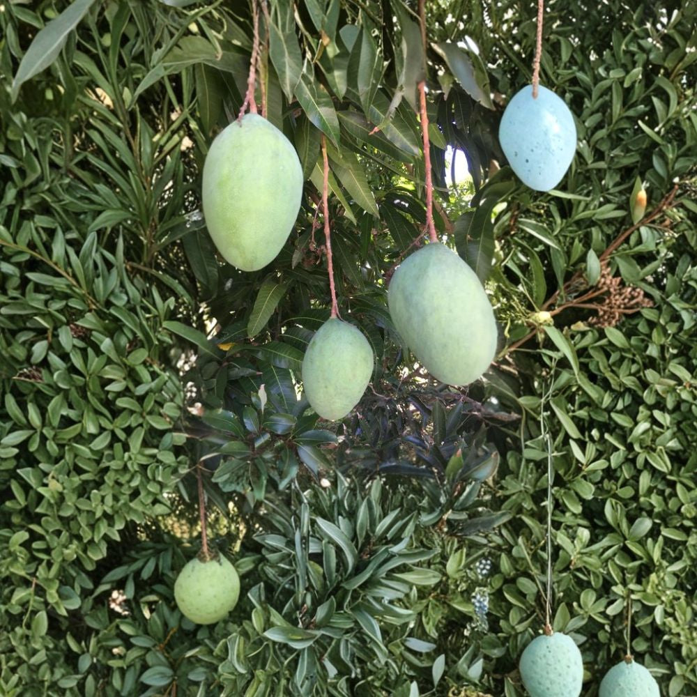 Pineapple Pleasure Mango Tree – Mangifera indica Live Seedling | Tropical Fruit Starter | Delicious Sweet Variety  Exotic Flavor | Tropical Backyard Tree | Warm Climate Friendly