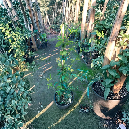 South African Jasmine – Jasminum angulare Live Fragrant Vine | 1 Foot Tall | Shipped in 1 Gallon Pot  Sweet Scented White Flowers | Evergreen Climbing Plant | Patio & Trellis Ready
