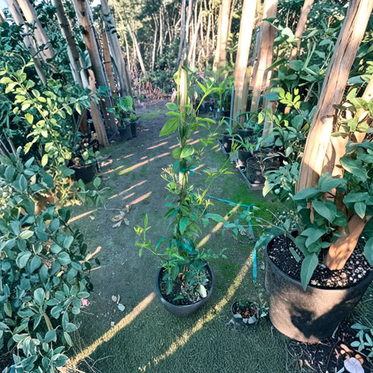 South African Jasmine – Jasminum angulare Live Fragrant Vine | 1 Foot Tall | Shipped in 1 Gallon Pot  Sweet Scented White Flowers | Evergreen Climbing Plant | Patio & Trellis Ready