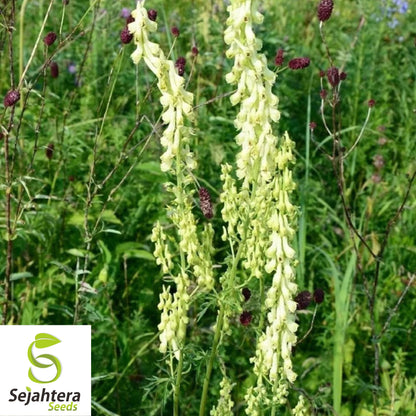 Bearded Monkshood Seeds {Aconitum barnatum} Organic 5 Seeds