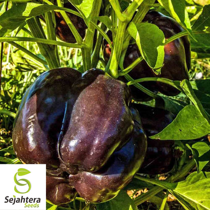 Purple Beauty Bell Pepper Seeds 30+ | Sweet Capsicum Annuum Vegetable USA