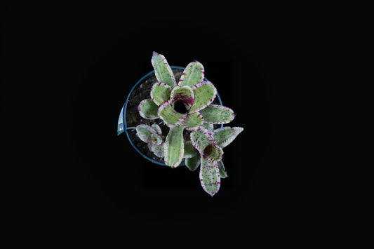 Neoregelia Gismo Bromeliad Plant in 4" Pot, Tropical Houseplant for Indoor Gardening, Neoregalia Gismo