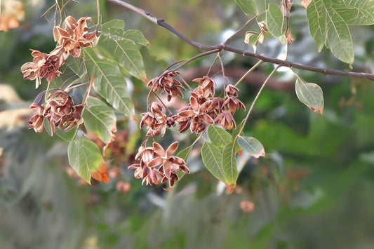 Australian Red Cedar Indian Mahogany Suren Toon (Toona ciliata)