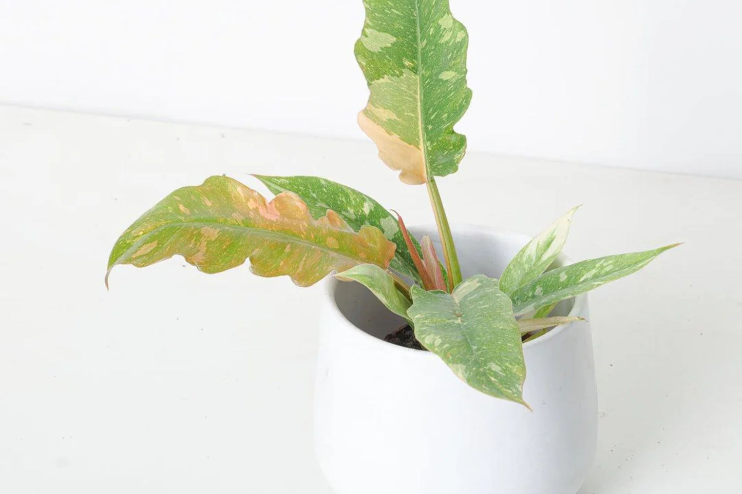 Philodendron Variegated Narrow Ring of Fire – Unique Serrated Foliage Houseplant in 3" Pot